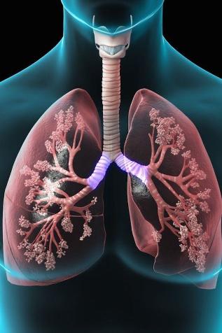 αναπνευστικό σύστημα